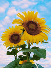 해바라기는 기다립니다