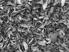 나는 오늘도 무의식적으로 자살하지 않기로 한다