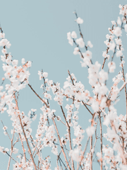 [전독시x화산귀환]멸망한 세계속 개화한 매화