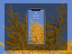 [무료배포] 노랗게 노랗게 물들었네