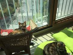 이동헌의 사주 강의 상/이동헌 지음- 비견