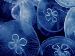 [장로] Dead in the Water