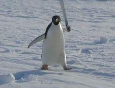 펭귄은 어떻게 울지