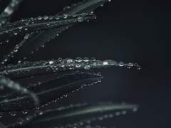 우견호 | 41 | 명월