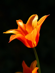 목화토금수와 일간