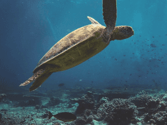 2-1. 프리다이빙 배우기