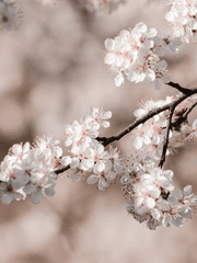 화산귀환 - 드림