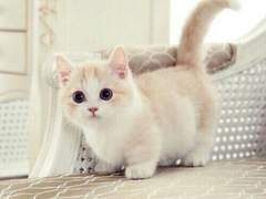 김가네 막내고양이 썰 5