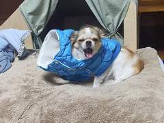 [랑구] 11월 12일 : 🍪