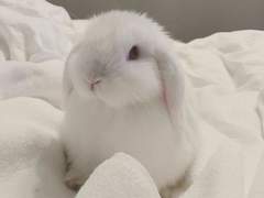 까마귀의 꿈을 꾸었다.