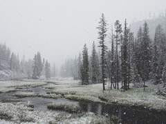 Vince Douglas Ferdianand