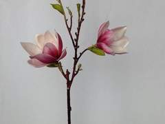 나무에 피는 연꽃