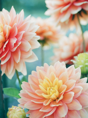 [주술회전] 축복받은 그대에게