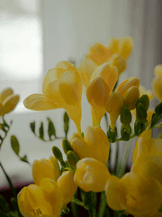 루스터행맨 필모크오