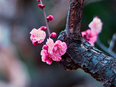 [청명소병] 연리지(連理枝) - 00