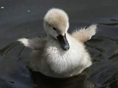 미운 오리 새끼