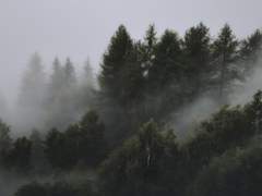 솔직함은 어렵다