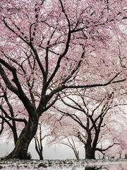 길고 긴 겨울 밤이 지나 봄이 올때