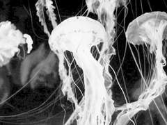 괴한커 공개 프로필