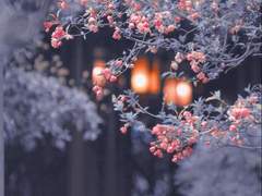 [당청] 회자정리(會者定離)