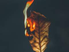 [파빌라&폴리아] violettes Blut