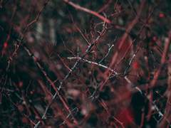 [유진X베리] 가시나무와 동백이 함께 피어나는 곳