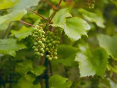 [샘X카에데] 설익은 마음 Part.1 파종