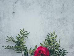 [우정리퀘] flower of Iron