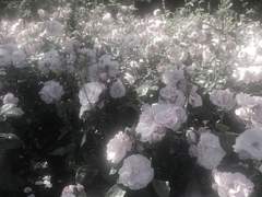 이별이 정해진 연애5