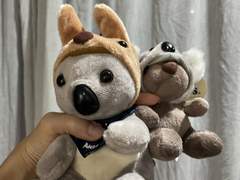 11월 9일) 케언즈 쿠란다 투어