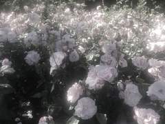 初夏の一部分を君にあげる。