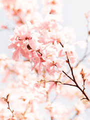 가출한 진가네 막내