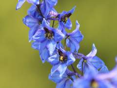 [무기미도] 델피니움 08