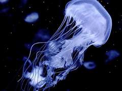 이제 누가 날 위해