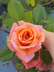 그대의 신께서, 이르시는대로 