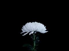 [도리벤] 혐오스런 아카시 타케오미의 일생 下