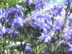 𝓵𝓮𝓪𝓱 𝓸𝓻𝓬𝓱𝓲𝓭