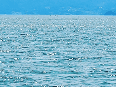 Der Sommer des letzten Jahres war für mich ein Alptra