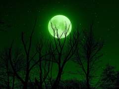 모교생 Y의 기담