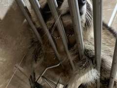 비의도적 어장관리