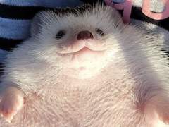 커미션의 늪은 끝이 없고.