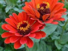 백일몽 (白日梦)