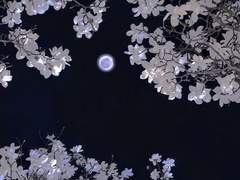 You are my first love