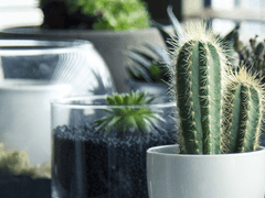 해가 비치는 꿈