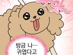 10, 강아지는 귀엽다...!