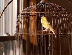 새장안에 작은 새 10