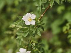 미스 정, 미세스 정