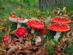 🍄 / 버섯 오브젝트 헤드 / XY / 32