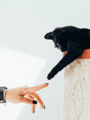 경계심 많은 검은 고양이 드림주 