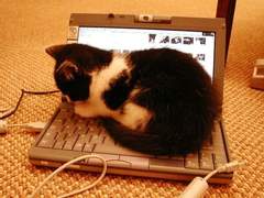 고양이도 게임을 할 수 있나요? 1